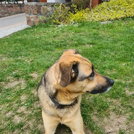 Tini Sauna Basen Gościno