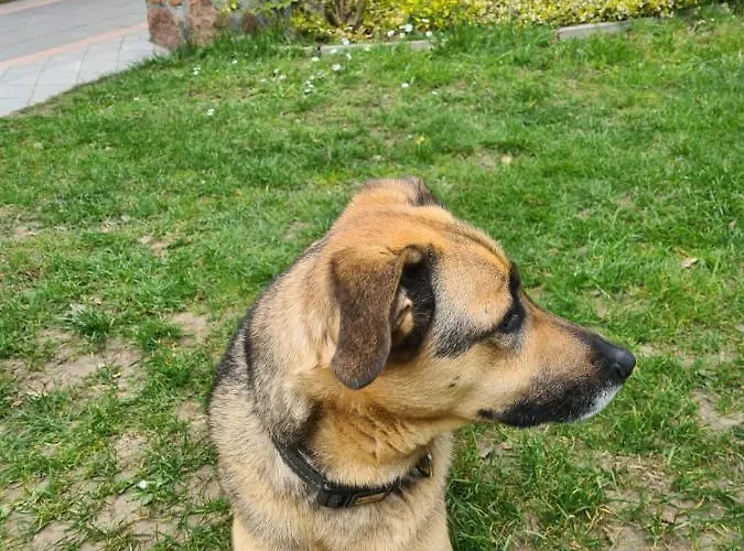 Tini Sauna Basen Gościno